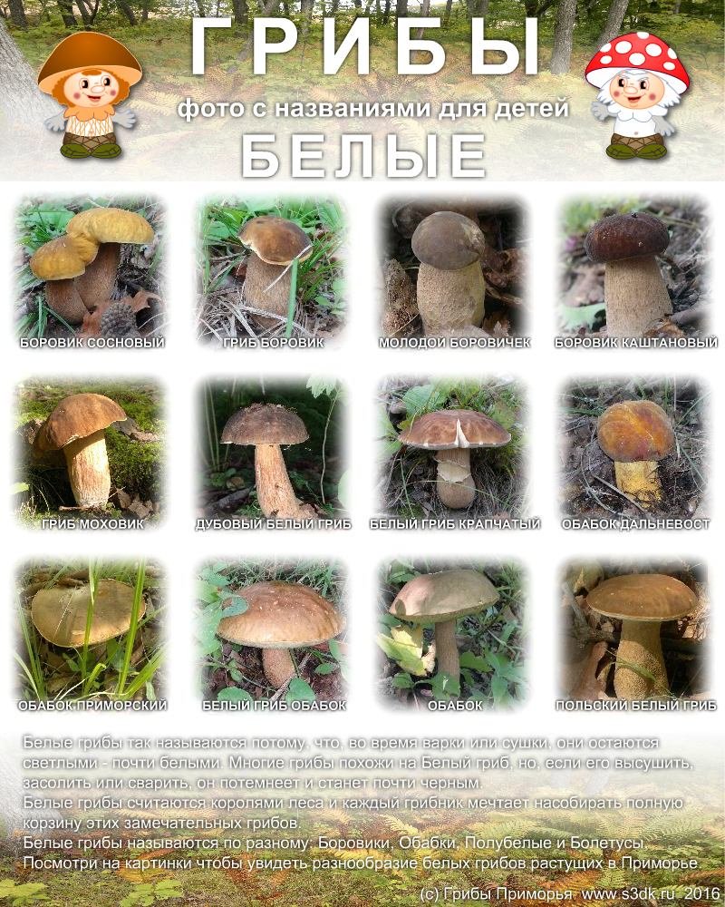 Белые грибы Картинки с названиями для детей.
