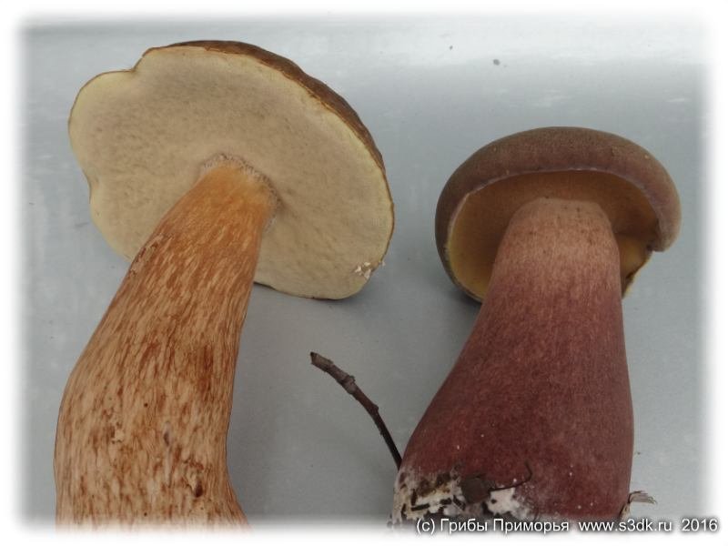 Сравните Белый гриб и Желчный гриб - найдите разницу и запомните. 