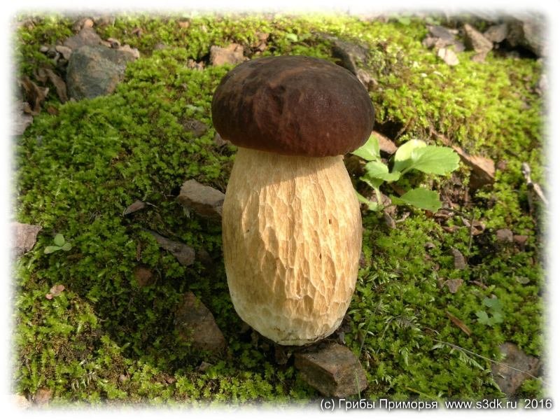 Белые грибы Приморья. 