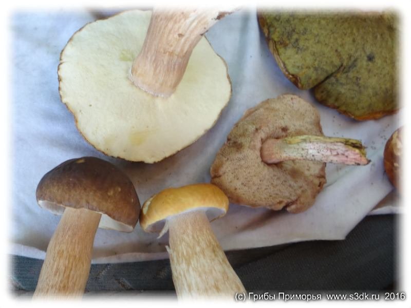 Белые грибы разного возраста Приморья. 
