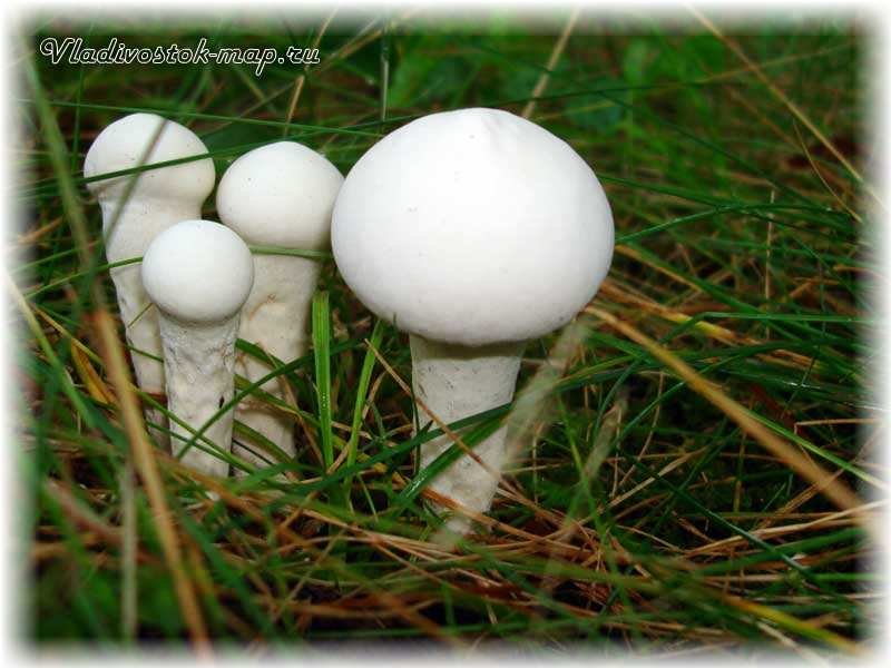 Съедобные грибы фото