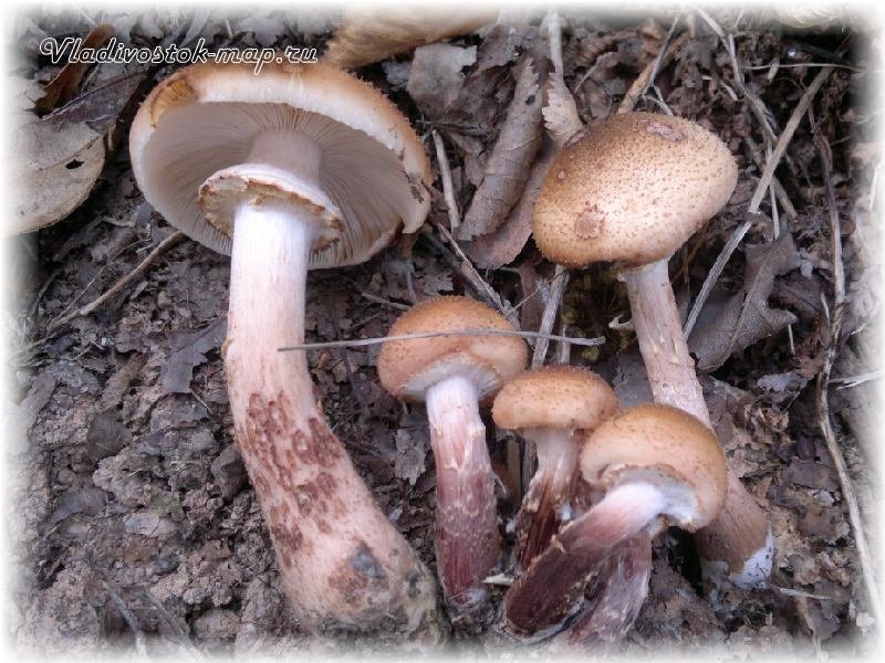 Фотографии грибов 2014 грибного сезона.