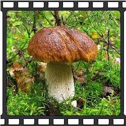 Белый гриб. фотография.