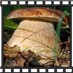 Белый гриб. фотография.