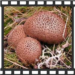  Дождевик коричневый (Lycoperdon umbrinum). Этот вид гриба растет в Китае, Европе и Северной Америке. Эти грибы не имеют открытой шапки со спорами. Вместо этого споры появляются внутри, в шарообразном теле. Созревая, споры образуют глебу в центре тела, которая имеет характерный цвет и текстуру.