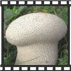 Дождевики. Съедобные грибы Приморского края.