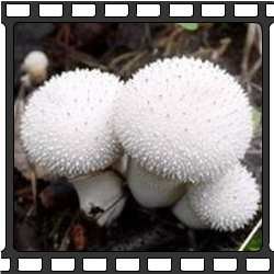 Дождевики. Съедобные грибы Приморского края.