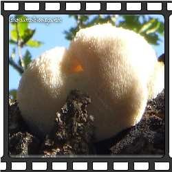 Растут кораллы на упавших стволах как лиственничных так и хвойных деревьев, основное время плодоношения в Приморье - позняя осень. Именно тогда кораллы приятно собирать "мешками". Среди опавшей листвы эти "морские" грибы смотрятся просто великолепно. Очень часто кораллы образуют скопления и целые колонии даже разного вида грибов. Собирать их удобно - расположенные на стволах ножки гриба легко срезаются ножом у самого основания, после чего чистый гриб можно кидать в мешок.