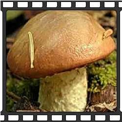 Маслята. Съедобные грибы Приморского края.