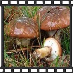 Маслята. Съедобные грибы Приморского края.