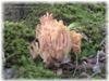 Коралловый гриб. Грибы сентября. Грибной год в Приморском крае.
