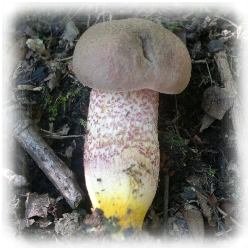 Обабок окрашенноножковый. Краснокнижные грибы южного Приморья.