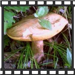 Обабки. Съедобные грибы Приморского края.