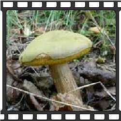 Обабки. Съедобные грибы Приморского края.