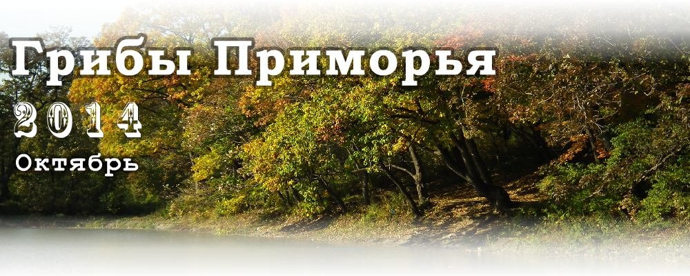 Грибы Приморья - Октябрь 2014 года.