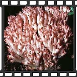 Съедобные грибы фото. Коралл.