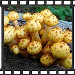 Опята. Съедобные грибы Приморского края.