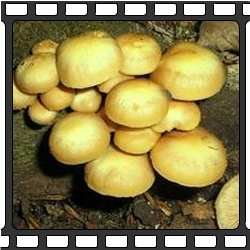Опята. Съедобные грибы Приморского края.