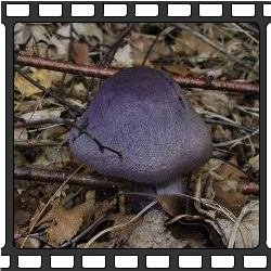 Редкие грибы Приморья.
