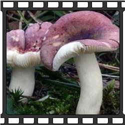 Сыроежка. Съедобные грибы Приморского края.