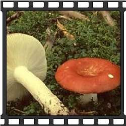 Сыроежка. Съедобные грибы Приморского края.