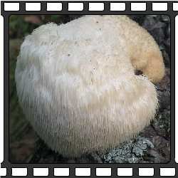 Редкие грибы Приморья.
