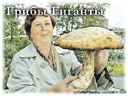 Самые большие грибы на фотографиях.