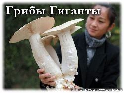Гигантские Белые грибы найденные по всему миру.