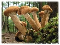 Гигантские грибы, фотографии и реальные факты.