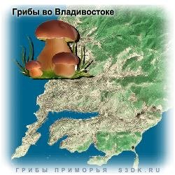 Где насобирать много грибов во Владивостоке.