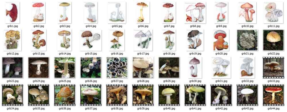 Ядовитые грибы в картинках.