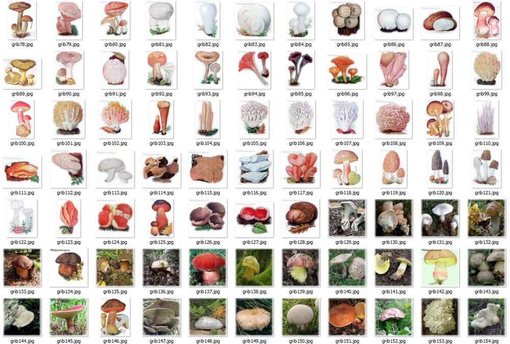 Съедобные грибы в картинках.
