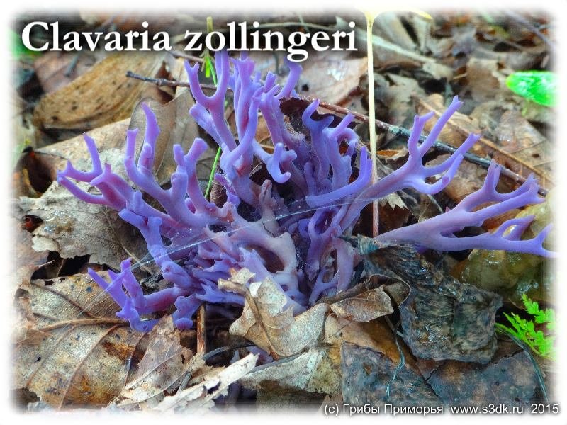 Фиолетовые кораллы - Clavaria zollingeri