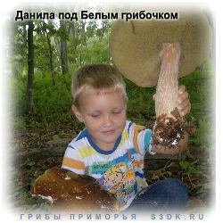 Фотографии белых грибов растущих под Владивостоком.