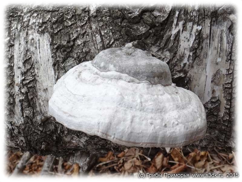 Белый берёзовый гриб.