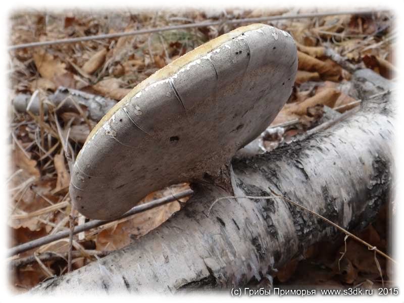 Белый берёзовый гриб.