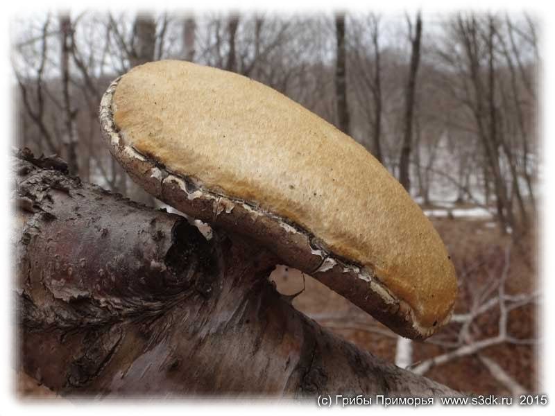 Зимний Березовый гриб.