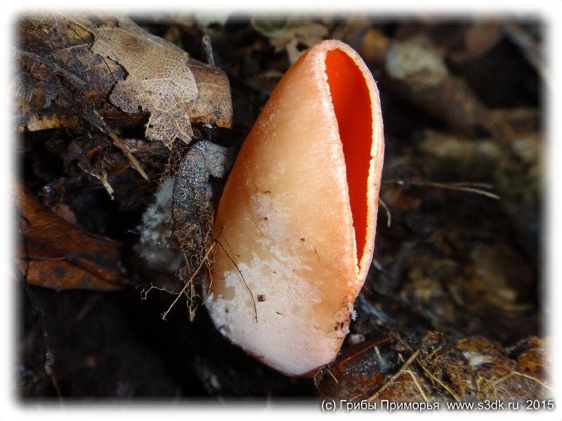 Саркоцифа - Макро фото осенних грибов Приморского края.