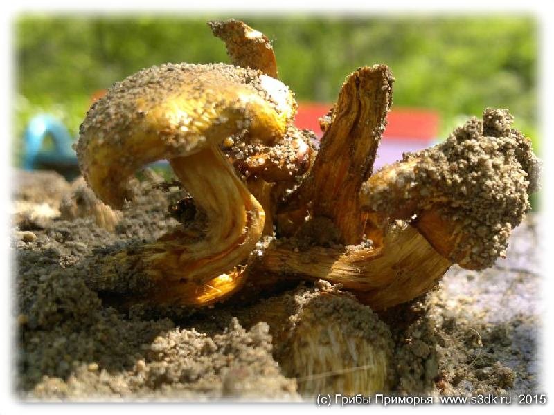 Майские грибы в Приморье.
