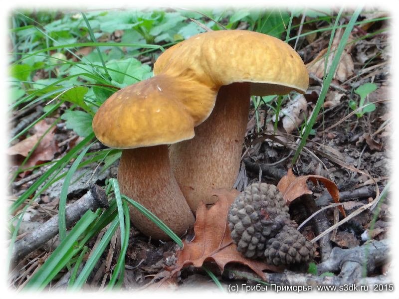 Августовские грибы Приморья. Древесный гриб чешуйчатый пестрец.