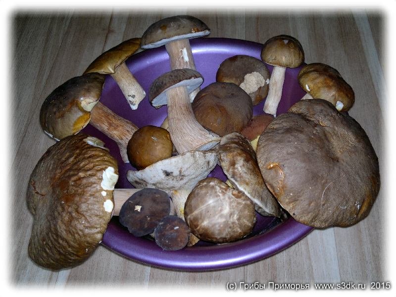 Белые грибы собранные в Приморье в 2015 году. Автор фото: Компанец Д.А.