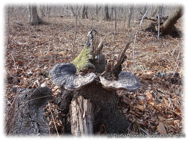 Апрельские грибы в Приморье.