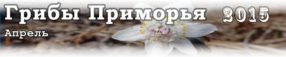 Весенние грибы Приморья - Апрель 2015 года.