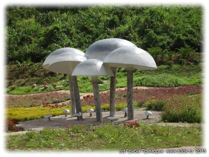 Апрельские грибы во Вьетнаме.