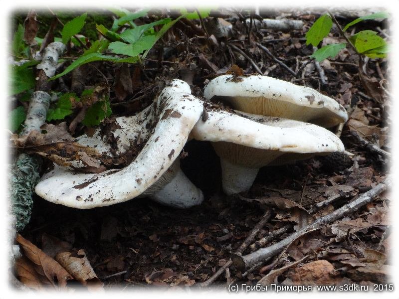 Сентябрьские грибы Приморья. 