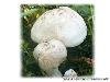 Майский гриб. Грибы Приморья растущие в мае месяце.