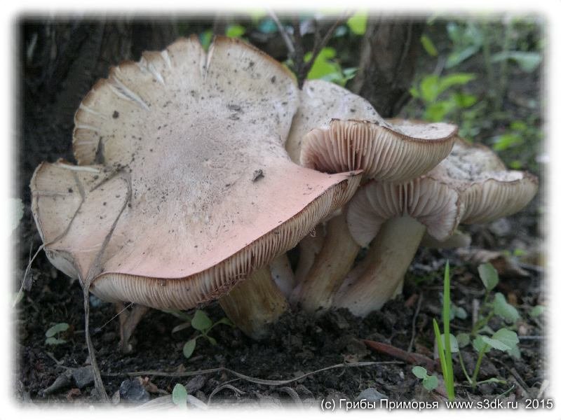 Июньские грибы выросшие во дворе дома во Владивостоке.