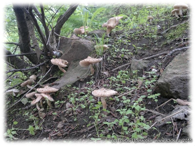 Июньские грибы выросшие во дворе дома во Владивостоке.