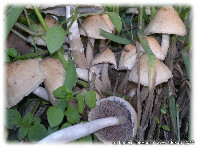 Июньские грибы Приморья. 