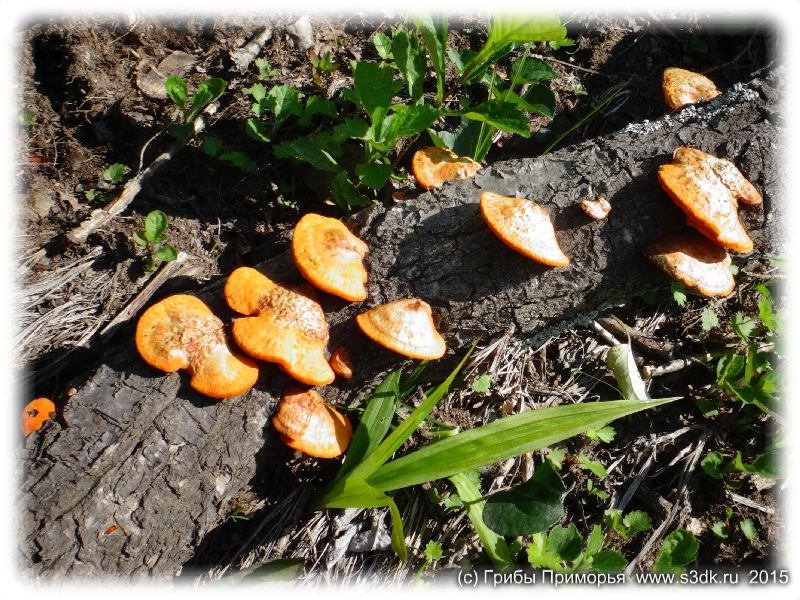 Июньские грибы Приморья. Трутовик серно-желтый.